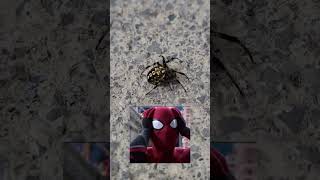 CASI ME PICA!!! 🕷 #araña #horrorstory #insectos #fyp #spiderman