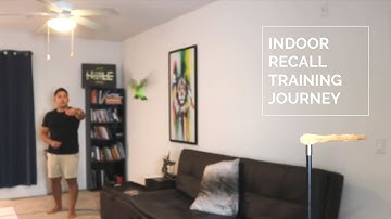 Indoor Free Flight Journey With My Senegal Parrot | Parrot Recall Training