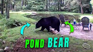 Security Camera Captures a Bear by a Pond