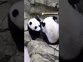 Panda cam highlights! 🐼  Smithsonian Channel