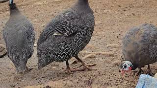 Beautiful Guinea Fowls