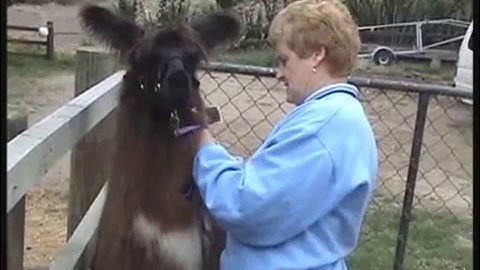Llama Training