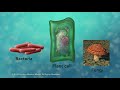 Cell Boundaries Quiz