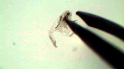 Drosophila Salivary Gland Dissection