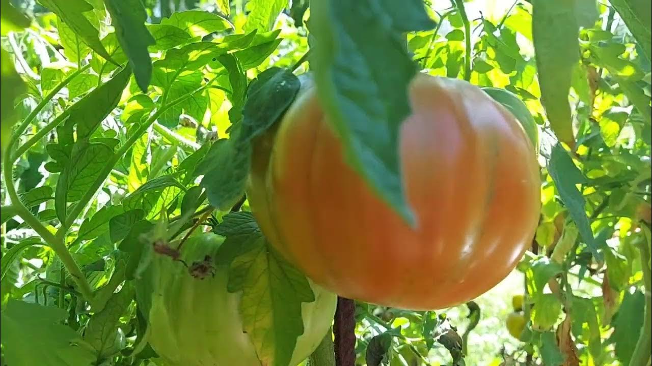 Томат Бугай.Первый плод был 750 гр. - YouTube