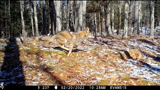 Raw Nature, wildlife interactions in New Hampshire