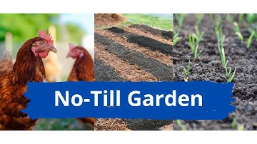 I Made a No-Till Garden with Chickens and it WORKED!