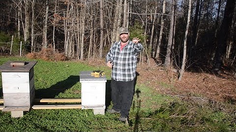 Moving a Beehive a Short Distance