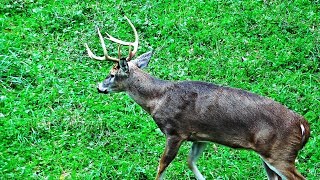 Whitetail Buck Hunting The Rut 2018 Pa Bowhunting Archery Deer Season - John's Rut Report