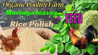 How to make organic Poultry chicken feeds Profitable freeland village farming මුරුංගා කොළ රයිස් කුඩු