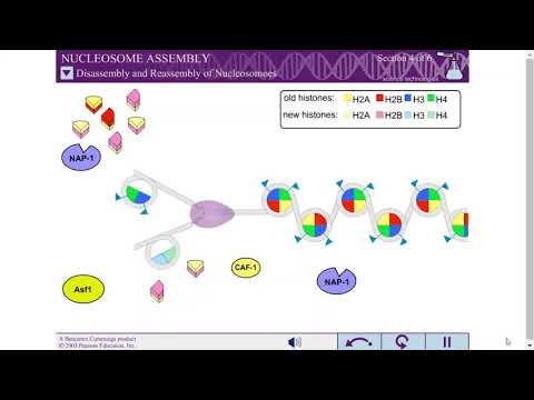 NUCLEOSOME ASSEMBLY