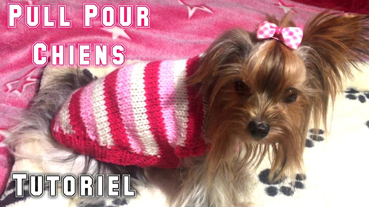 DIY Knitting Tutorial: Coat for Dogs, Yorkshires, Chihuahuas - YouTube