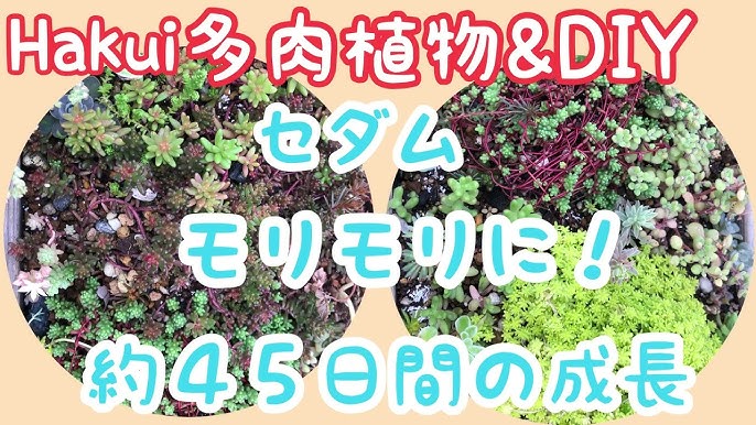 多肉 56 地植えのセダム 多肉植物の寄植えように庭にまいたセダムがモリモリです Youtube