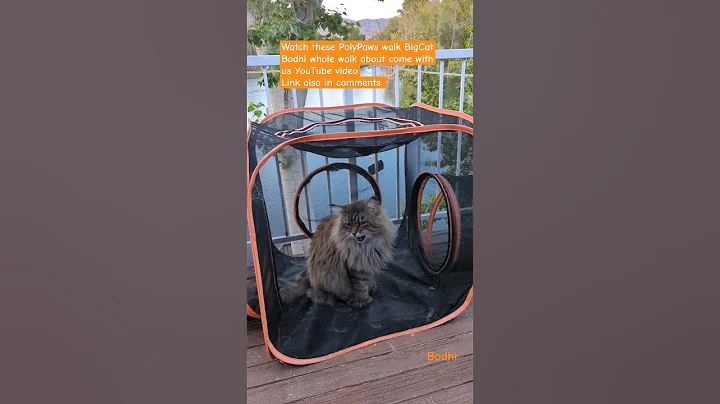 Watch the video about Poly paws Lion Cat talking#cat #mainecoon #kitty #meow #polycat #short #youtubeshorts #pet #catvideo