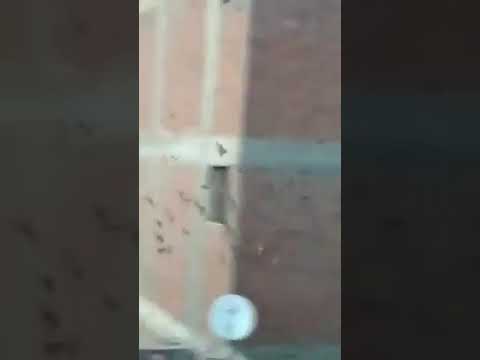 بعد القناطر الخيرية اسراب خفافيش تهاجم قرية الاسمية بالخانكة