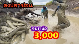 เหมาบ่อ 3,000บาท เจอดงปลาช่อนเข้าให้แล้ว | Ep.190