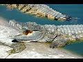 Dévoré par un Crocodile du Nil - rare ! attaque de crocodile