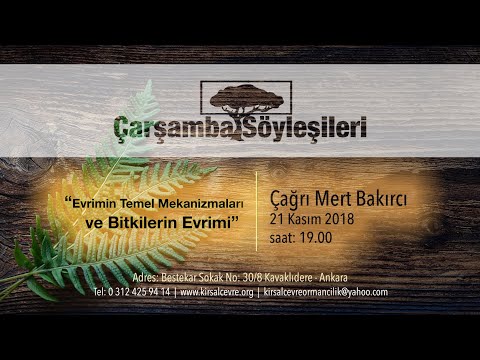 Video: Bitkinin Evriminde Yeni Bir Aşama