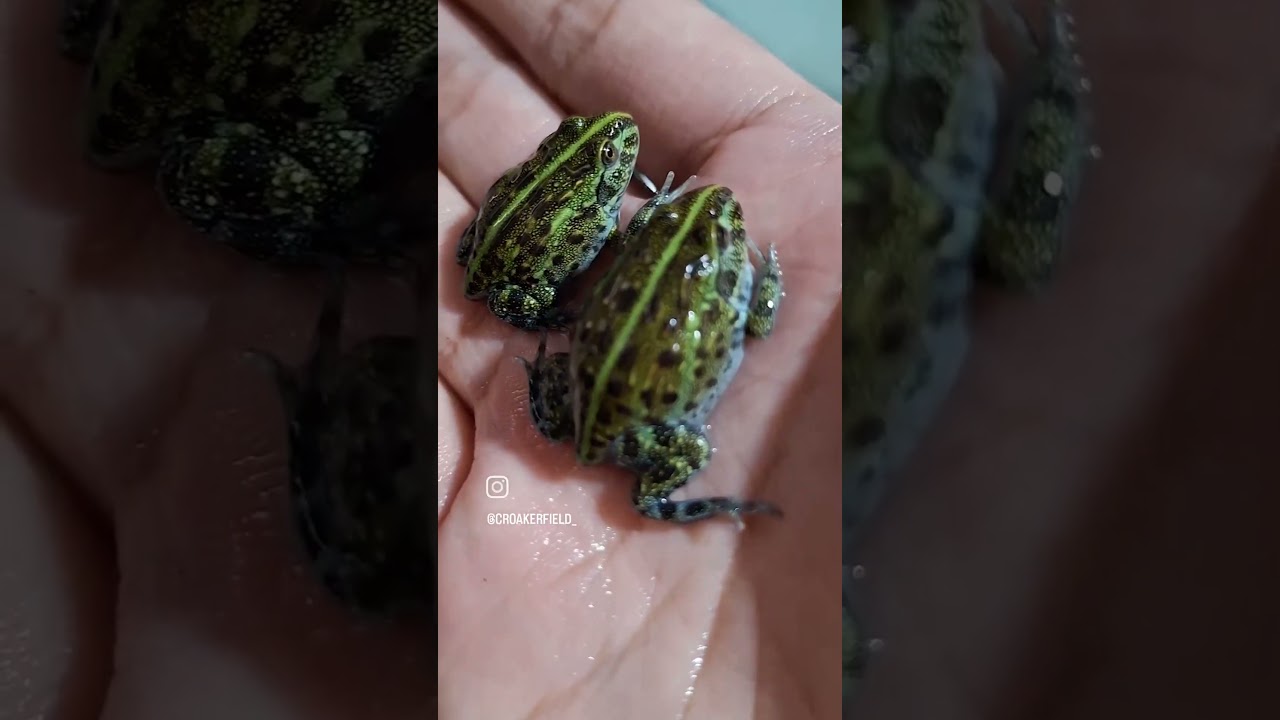 The journey of African bullfrog/Pixie frog tadpoles 😜