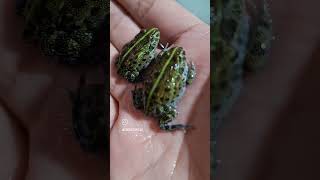 The Journey Of African Bullfrogpixie Frog Tadpoles