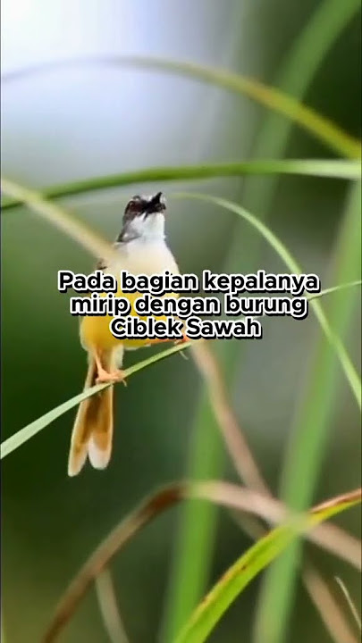 suara prenjak tebu/meongan