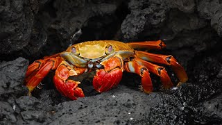 unique facts about crabs