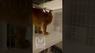 Caracal kitten CHIRP! #CUTE #kitten #shorts by Lavish Savannah’s 238 views 2 years ago 1 minute, 6 seconds