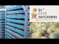 The Amazing Full process of Modern Chicks Hatchery | Hatchery Farming Technology | ibusinesszone