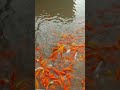 Colorful fish 🐟 😍