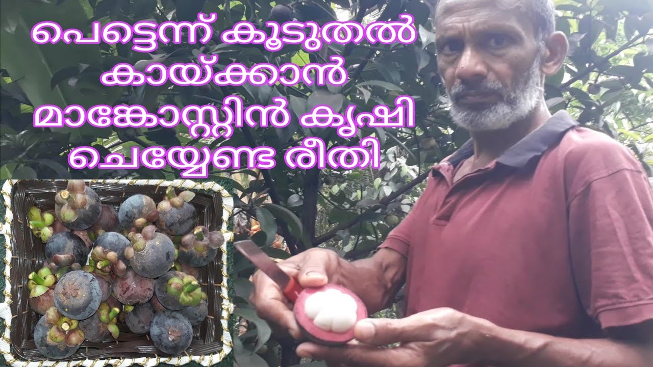 പെട്ടന്ന് കൂടുതൽ കായ്ക്കാൻ മാങ്കോസ്റ്റിൻ കൃഷി ചെയ്യേണ്ട രീതി /Mangosteen fruit cultivation Malayalam