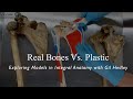 Real bones vs plastic