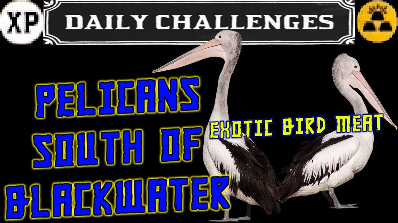 RDR2 Pelican Location (Exotic Bird Meat) Red Dead Online - YouTube