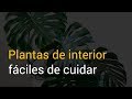 Plantas de interior fáciles de cuidar