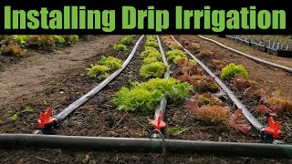 Installing Drip Irrigation Kit from Berry Hill Irrigation