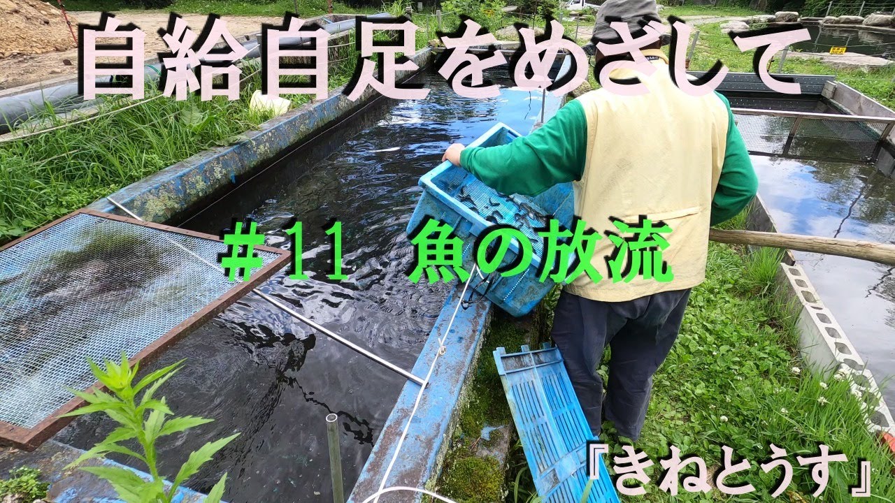 田舎暮らし　アマゴの放流#11