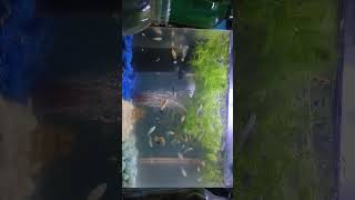 fish #viral #india #comedy #love #shortvideo #fish #trending #shorts #youtubeshorts#subscribe#funny