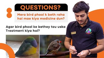 The bird is flying, should I give it medicine? How to treat sick birds?