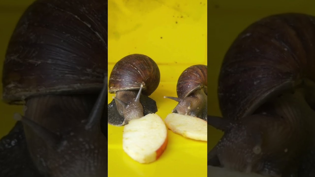 Snails eating banana 