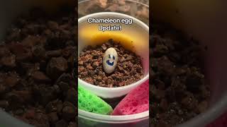 Egg update #reptileroom #terrarium #chameleon #reptiles #egg #egghatch #egghatching