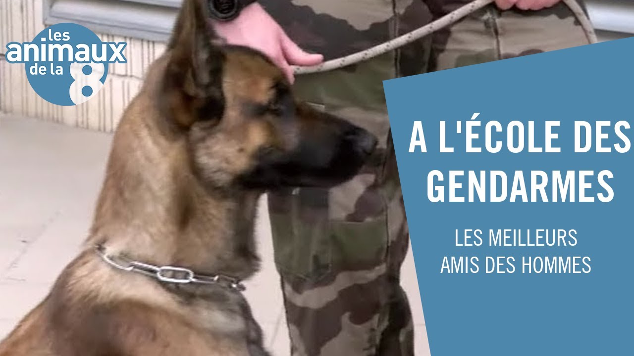 Des chiens à l'école des gendarmes  - Les Animaux de la 8