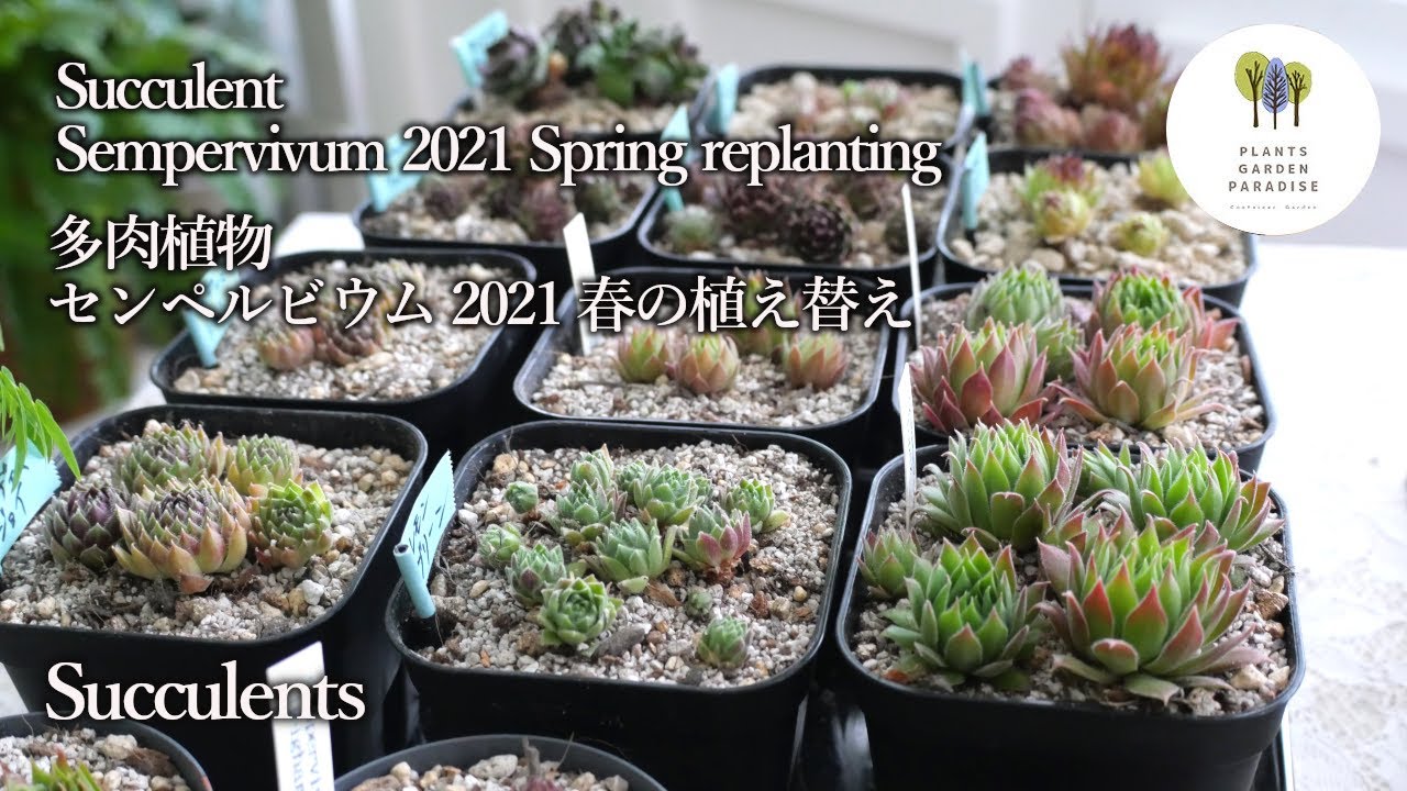 多肉植物 センペルビウム 21 春の植え替え Succulent Sempervivum 21 Spring Replanting Vlog Youtube