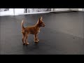 Russian toy puppies first steps