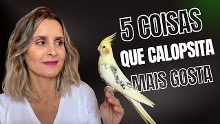 TOP 5 COISAS QUE CALOPSITA GOSTA DE FAZER! by Brena Braz 397,406 views 10 months ago 8 minutes, 9 seconds