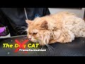 CAT GROOMING Transformation