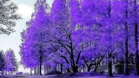 تلاوة جميلة لسورة الضحى