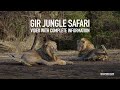 Gir jungle safari  with complete information  lion safari