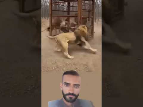 الأسود تثور حوله والقلب يهرب والجسد باق دون خدش 