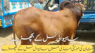 Multan Cattle Mandi (Multan Janwar Mandi) Qurbani 2024