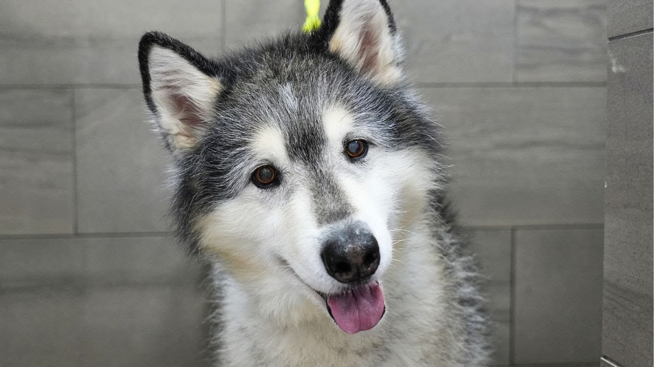 I REALLY misjudged this Alaskan Malamute 😅