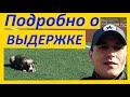 Подробно о выдержке / Команда Жди / как научить собаку ждать